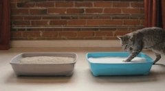 Як навчити кішку до лотка?